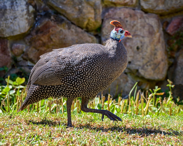 Helmeted Guineafowl in Southern Africa - Photo, Image