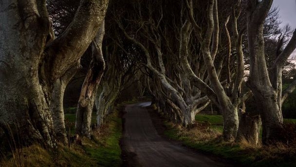 Avenida em forma de túnel de faia entrelaçada árvores chamadas Dark Hedges, Irlanda do Norte é a atração turística popular
 - Foto, Imagem