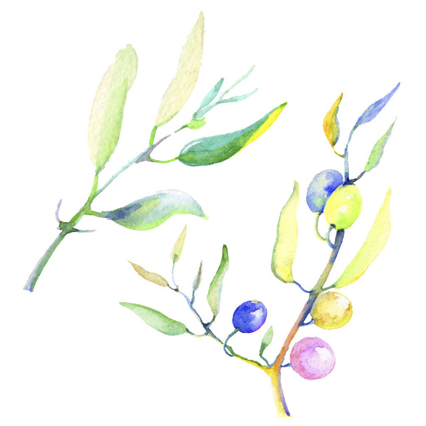 Olive branches in a watercolor style isolated. Full name of the plant: Branches of an olive tree. Aquarelle olive tree for background, texture, wrapper pattern, frame or border. - Zdjęcie, obraz