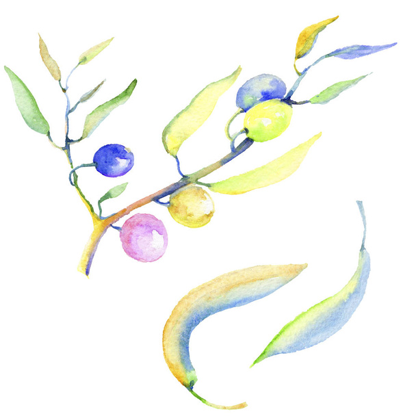Olive branches in a watercolor style isolated. Full name of the plant: Branches of an olive tree. Aquarelle olive tree for background, texture, wrapper pattern, frame or border. - Φωτογραφία, εικόνα