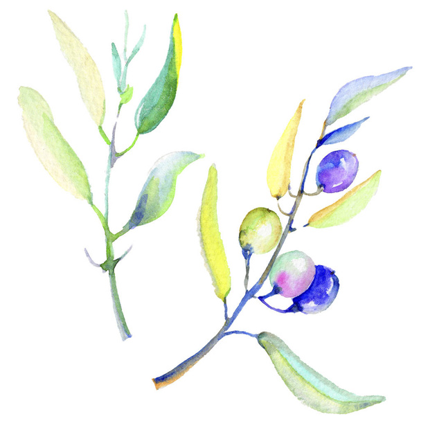 Olive branches in a watercolor style isolated. Full name of the plant: Branches of an olive tree. Aquarelle olive tree for background, texture, wrapper pattern, frame or border. - Фото, зображення
