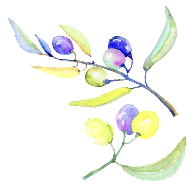 Olive branches in a watercolor style isolated. Full name of the plant: Branches of an olive tree. Aquarelle olive tree for background, texture, wrapper pattern, frame or border. - Φωτογραφία, εικόνα