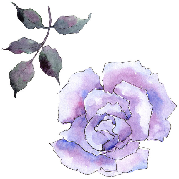 Pink rose. Floral botanical flower. Wild spring leaf wildflower isolated. Aquarelle wildflower for background, texture, wrapper pattern, frame or border. - Φωτογραφία, εικόνα
