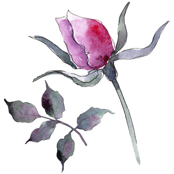 Pink rose. Floral botanical flower. Wild spring leaf wildflower isolated. Aquarelle wildflower for background, texture, wrapper pattern, frame or border. - Zdjęcie, obraz