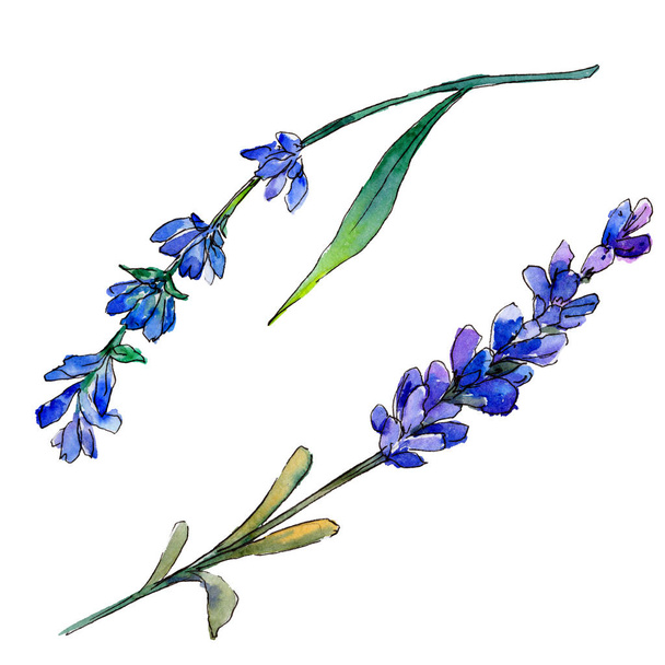 紫のラベンダー。花植物の花。野生春葉のワイルドフラワーが分離されました。背景、テクスチャ、ラッパー パターン、フレームや境界線の aquarelle ワイルドフラワー. - 写真・画像