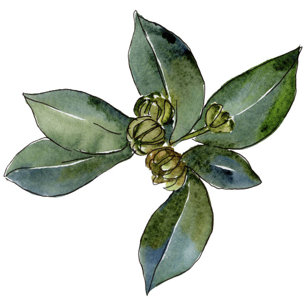 Boxwood leaves in a watercolor style isolated. Aquarelle leaf for background, texture, wrapper pattern, frame or border. - Φωτογραφία, εικόνα
