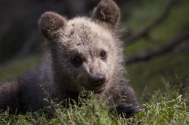bruine beer cub portret in felle zon op grond met groen gras achtergrond camera kijken - Foto, afbeelding