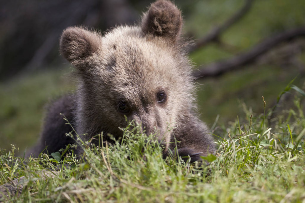 bruine beer cub portret in felle zon op grond met groen gras achtergrond ogen ingedrukt - Foto, afbeelding