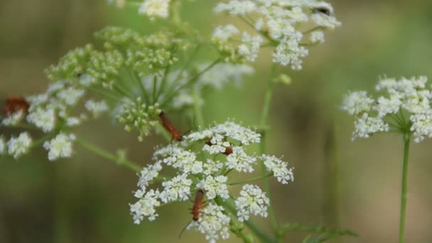 Common Red Soldier Beetle Mating On White Dill Flower - Filmagem, Vídeo