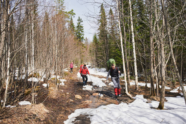 hikers with poles and backpacks descending on slope in spring forest, hike concept  - Valokuva, kuva