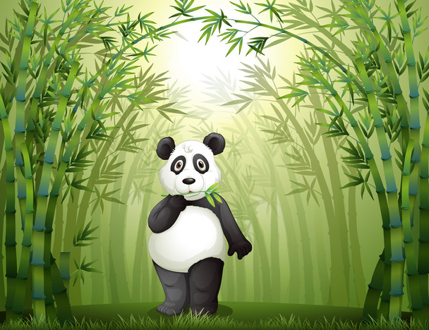 A panda, a bambusz erdő - Vektor, kép