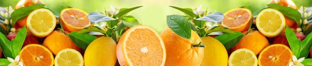 panorama citrusových plodů - Fotografie, Obrázek