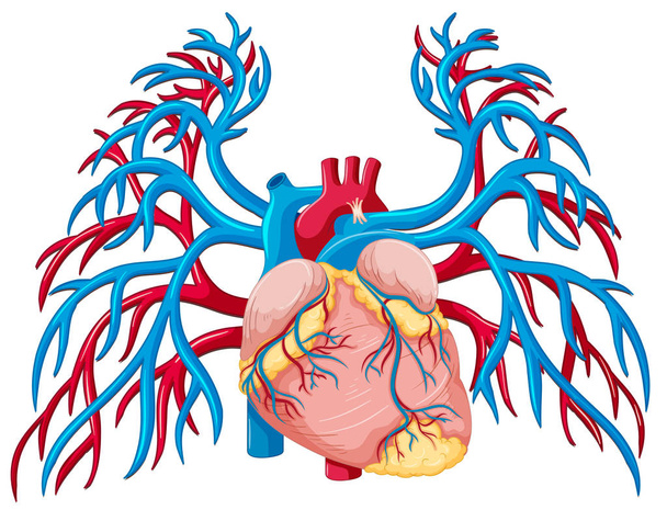 Um coração humano sobre fundo branco ilustração
 - Vetor, Imagem