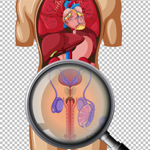 Órgãos reprodutivos masculinos sobre ilustração de fundo transparente
 - Vetor, Imagem