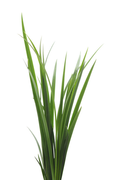 Bunch of green grass isolated on white background. - Фото, зображення