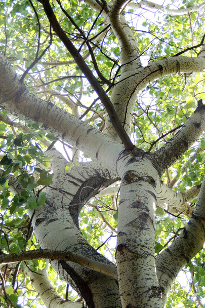 Cime degli alberi in una foresta di faggi con un albero morto
 - Foto, immagini