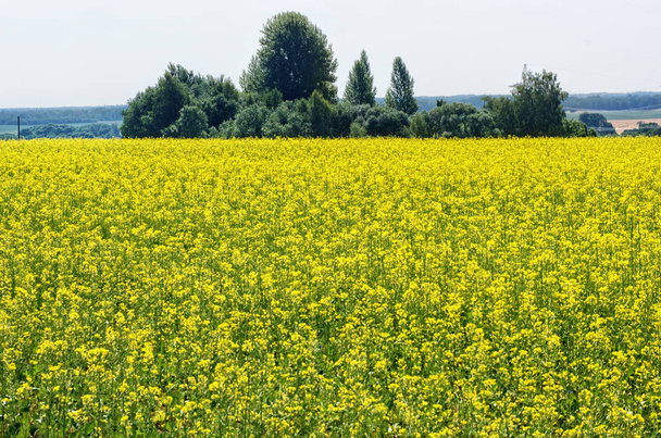 Colza (Brassica napus), também conhecida como colza, colza é um membro florido amarelo-vivo da mostarda da família, cultivada principalmente por sua semente rica em óleo. É a terceira maior fonte de vegetáveis.Paisagem lituana
 - Foto, Imagem