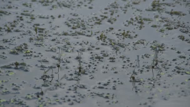 Libélulas en la hierba del río apareamiento
 - Metraje, vídeo