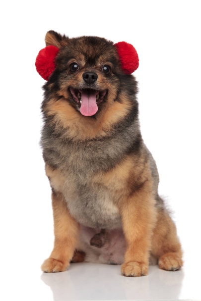 милий коричневий пом собака з червоними вухами сидить на білому тлі і панчохах
 - Фото, зображення