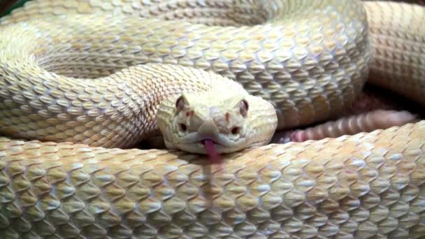 Csörgőkígyó videó, rendkívül közelről, a hang  - Felvétel, videó