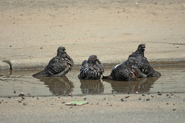czterech gołębie mokrej kąpieli w kałuży - Zdjęcie, obraz