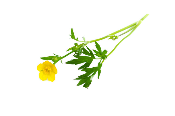 Meadow yellow flower isolated on white background. - Photo, Image