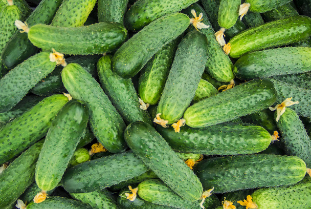 zelfgemaakte komkommer teelt en oogst. selectieve aandacht.  - Foto, afbeelding