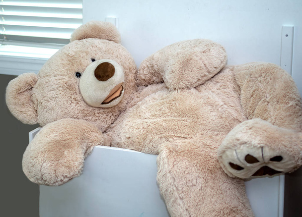 A large stuffed teddy bear tries to fit into a big wood ty box, but is still too big - 写真・画像