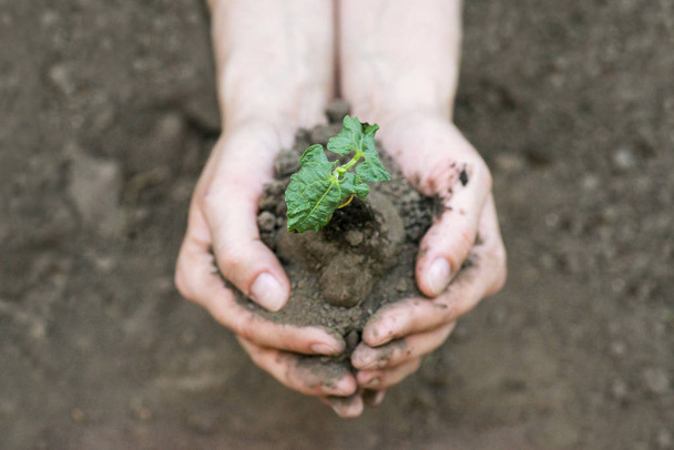 Hände, die junge Pflanze mit Erde halten. ökologisches Konzept - Foto, Bild