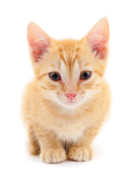 Small brown kitten isolated on white background. - Φωτογραφία, εικόνα