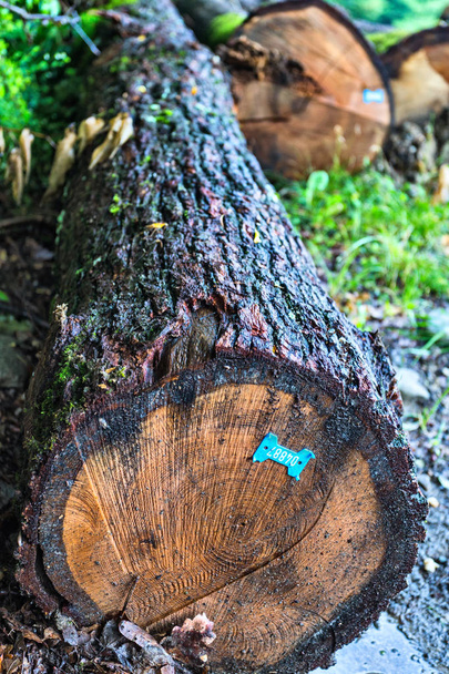 Blue tag on a wet oak log on the ground - Фото, изображение