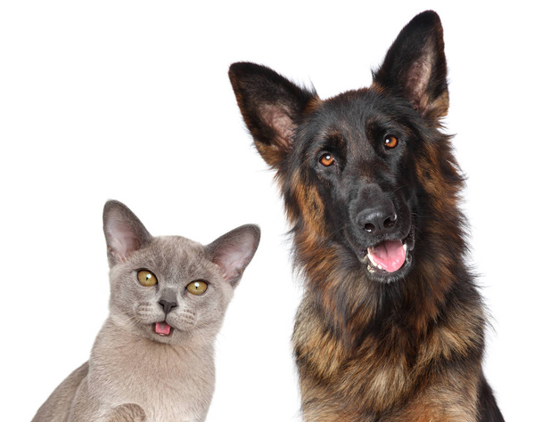 Cat and dog together posing isolated on white background. Animal themes - Photo, Image
