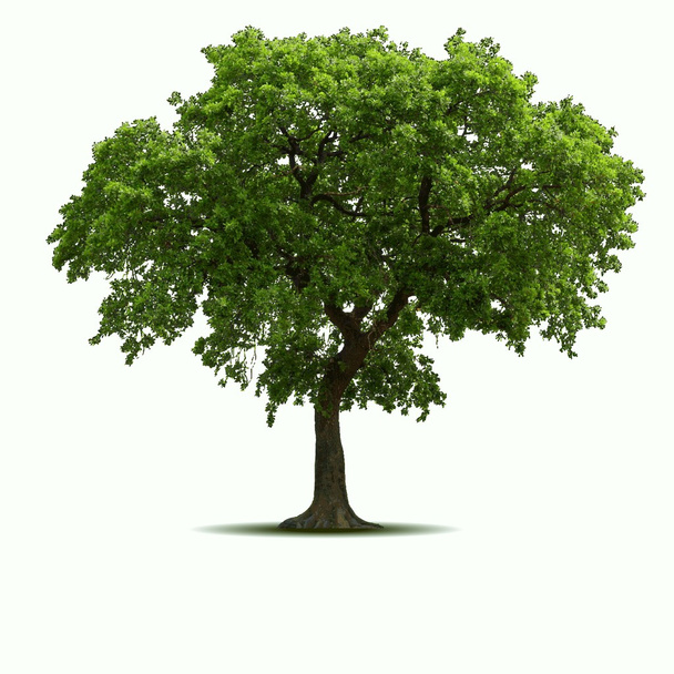 wysokiej jakości drzewa - Wektor, obraz