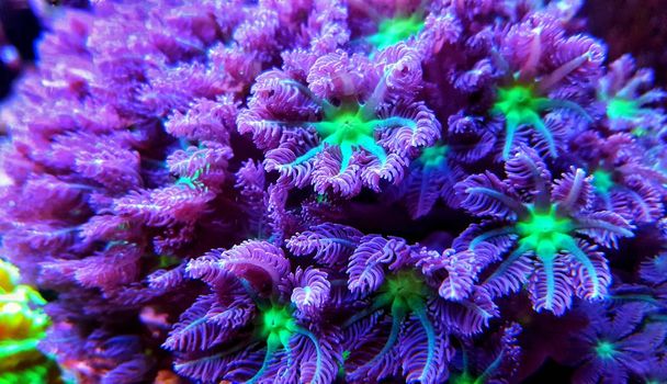 Clavularia rukavice polypy izolované obrázek v mořské akvárium - Fotografie, Obrázek