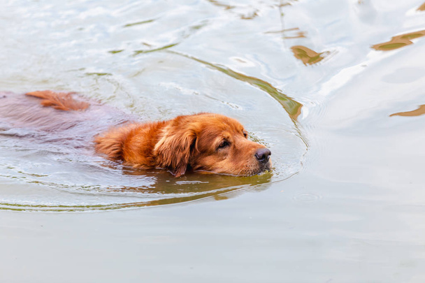 Golden retriever brown color swimming in river water - 写真・画像