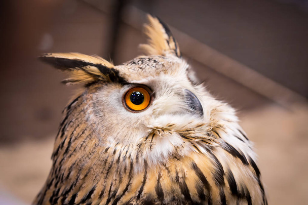 Animal closeup show face bird eagle owl - Photo, Image