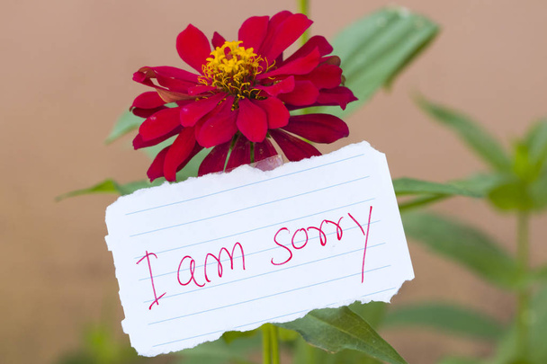 lo siento mensaje tarjeta escritura a mano con flores de colores
  - Foto, imagen