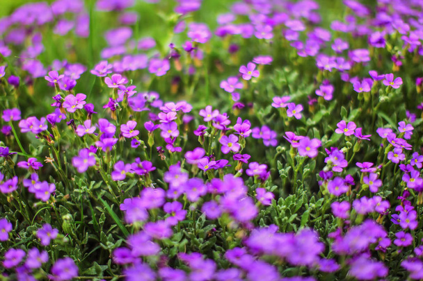 Mělká Hloubka pole foto (jen pár lístků v zaměření) fialové květy - a zelené stonky. Na jaře abstraktní pozadí. - Fotografie, Obrázek