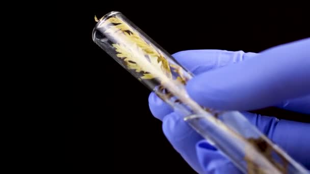 Tudós tartsa sárga száraz növény belsejében üveg kémcsőbe. Közelről. - Felvétel, videó