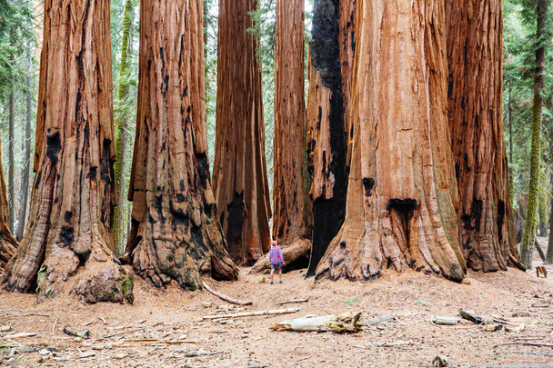 man in Sequoias forest in summer season - Photo, Image