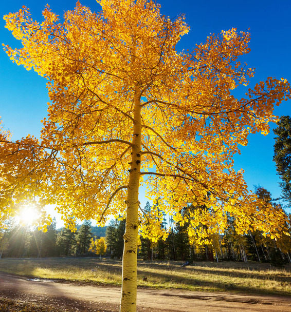 Scène d'automne dans les tons jaunes - Photo, image