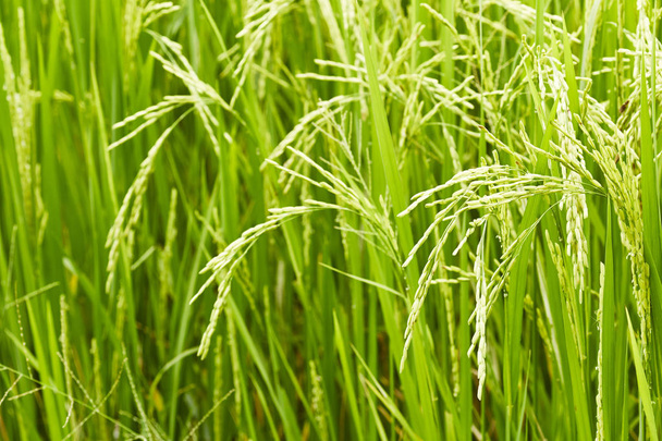 Alan pirinç arka plan, gündüz ve güneş ışığı yeşil pirinç - Fotoğraf, Görsel