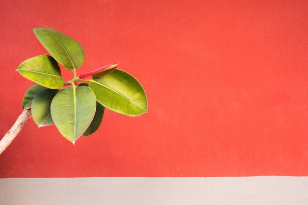 Ветка с зелеными листьями на фоне красной стены
 - Фото, изображение