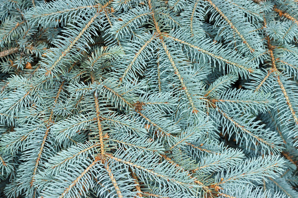 Textuur van blauwe pijnboom takken close-up. van bovenaf bekijken. - Foto, afbeelding