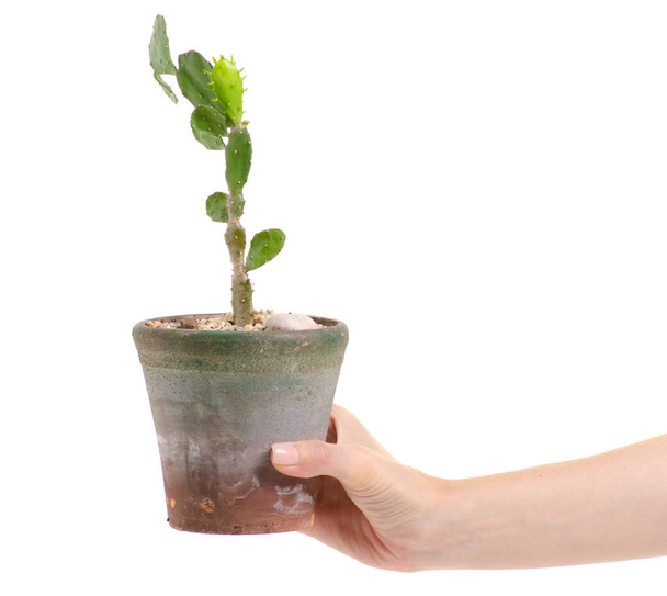 Pot with plant cactus in hands - Φωτογραφία, εικόνα