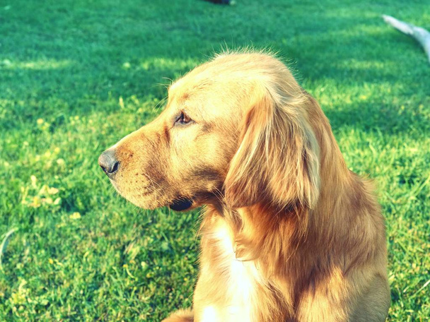 Calma Golden Retriever cane sdraiato sull'erba nella soleggiata giornata estiva. Smart cane godendo di relax dopo aver giocato con gli amici umani
. - Foto, immagini