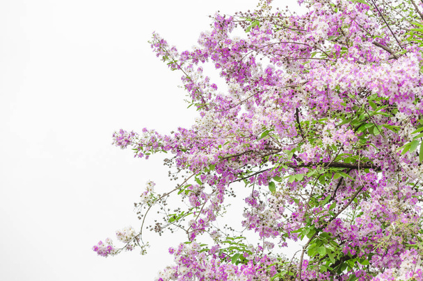 Paarse bloemen, mooie Lagerstroemia speciosa bloem in de natuur-tuin - Foto, afbeelding