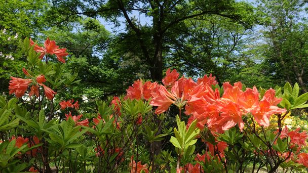 公園の低木で、赤いシャクナゲ モリスを木の下で春に開花。モリス ツツジ、シャクナゲ モリス、ロードデンドロン kosteranum - 写真・画像