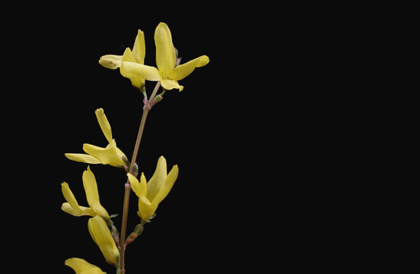 A small twig of yellow spring flowers on a black background - Photo, Image
