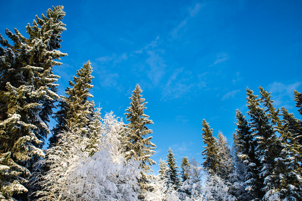 snow-covered pines and birches with blue sky in the background - Photo, Image